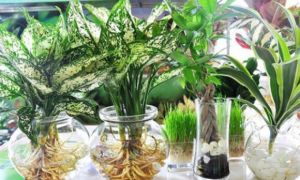 Trồng cây không cần đất có 4 điểm cần lưu ý, làm sai cây héo rũ, phí tiền mua