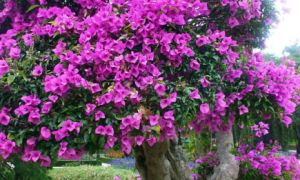 Đừng vứt vỏ trái cây vào thùng rác, chúng có công dụng siêu lớn, có thể sử...