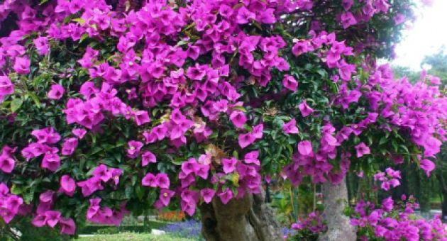 Đừng vứt vỏ trái cây vào thùng rác, chúng có công dụng siêu lớn, có thể sử...