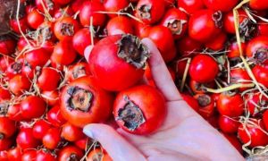 Hồng cổ đỏ chót như cà chua bi, dân Hà thành ồ ạt chốt đơn