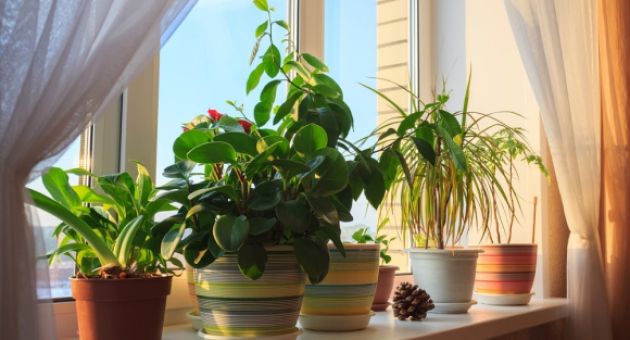 6 bước đơn giản giúp mùa đông bừng sáng với các chậu cây trong nhà