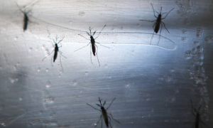 Virus Tây sông Nile gây bệnh cúm nguy hiểm lây lan ở Đức