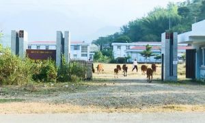 Bệnh viện 200 tỷ đồng huyện Mường La thành nơi chăn bò