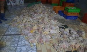 Kinh hoàng, thu mua gà thối để bán cho xưởng giò chả, chà bông