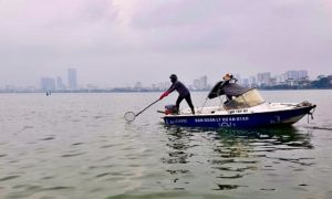 Hà Nội: Đánh tỉa bớt cá, xử lý tảo nổi để hạn chế cá chết ở hồ Tây