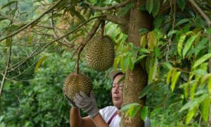 Nông dân Thái Lan lo cạnh tranh 'sốt vó' với sầu riêng tươi Việt Nam