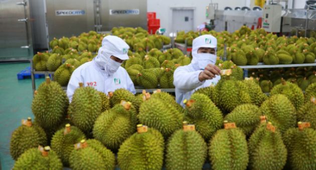 Sầu riêng Việt Nam phải cải thiện chất lượng nếu muốn cạnh tranh với Thái Lan