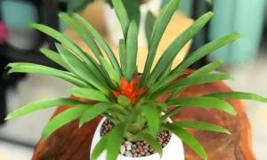 3 loại cây nên trồng trong nhà: Hoa nở đẹp lại mang ý nghĩa may mắn