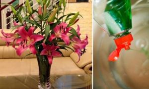 Nhỏ vài giọt nước này vào bình cắm hoa, đảm bảo để 10 ngày hoa vẫn tươi...