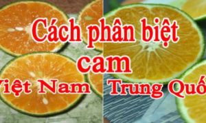 Mua cam cứ nhìn lướt điểm này, chỉ 1 giây là biết cam Trung Quốc hay Việt Nam,...