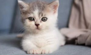 Cuối tuần chuyển giao năm mới: 4 con giáp này hốt bạc về tay