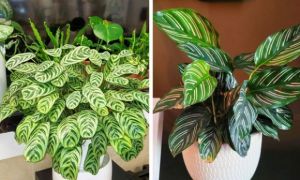 8 loại cây cảnh có thể giúp cân bằng độ ẩm trong nhà của bạn