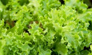 Giảm cân hậu Tết: Ăn thực phẩm “Negative-Calorie”