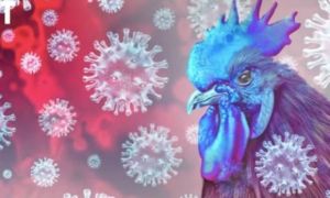 Campuchia ghi nhận 1 bé gái tử vong do cúm gia cầm H5N1