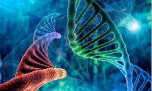 Bộ gene của chúng ta đầy 'DNA rác', sao không xóa đi?