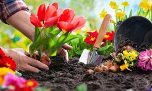 Bỏ 6 loại phế phẩm này vào chậu cây cảnh, trồng 10 năm không thối rễ, hoa đến...