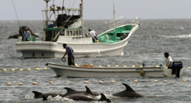 Một mẫu thịt cá heo Nhật Bản chứa thủy ngân gấp 100 lần mức an toàn