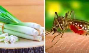 5 cách đuổi muỗi tự nhiên tại nhà hiệu quả