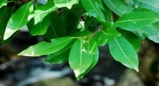 Tác dụng ít người biết của lá vối