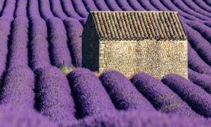 Chiêm ngưỡng cao nguyên hoa oải hương dài bất tận, đẹp nhất nước Pháp