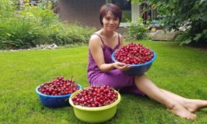 Rau siêu thị đắt đỏ, người phụ nữ gốc Việt biến ban công thành vườn ở trời Tây