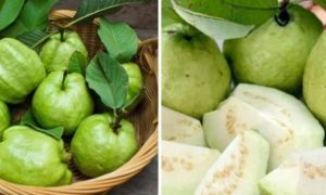Ổi ngon, giàu dinh dưỡng nhưng lại 'đại kỵ' với 3 nhóm người sau