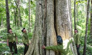Phá rừng làm hồ thủy lợi: chữa bệnh bằng cách uống thuốc độc