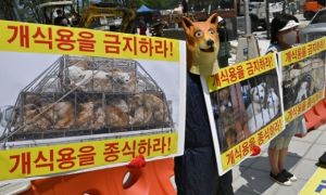 Hàn Quốc nêu dự định luật hóa việc cấm ăn thịt chó