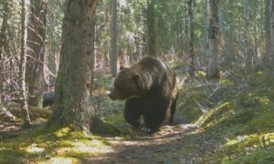 Canada tiêu diệt con gấu xám cắn chết hai người