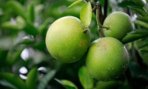 Được người Mỹ ưa chuộng hơn hàng 'made in China', loại quả 'bá vương' của Việt...