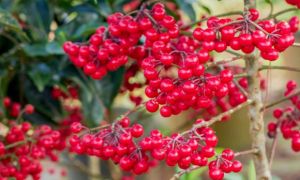 Trồng cây cảnh này như rước