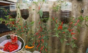 Cách trồng ớt treo ngược ở ban công, vừa đẹp vừa tiết kiệm diện tích lại sai...