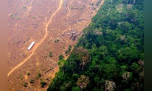 Rừng Amazon không còn chịu nổi áp lực, nguy cơ sụp đổ