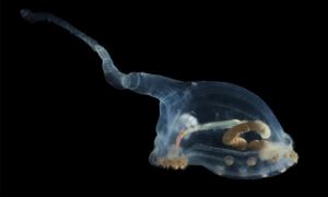 Phát hiện nhiều sinh vật bí ẩn dưới Thái Bình Dương, có loài thọ tới 15.000 tuổi