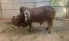 Con bò “độc nhất vô nhị” ở Thanh Hóa, được trả gần 6 tỷ đồng nhưng chủ nhân...
