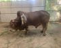 Con bò “độc nhất vô nhị” ở Thanh Hóa, được trả gần 6 tỷ đồng nhưng chủ nhân...