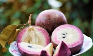 Loại quả ngọt mọng tốt ngang nhân sâm, chỉ duy nhất Việt Nam xuất khẩu trên...
