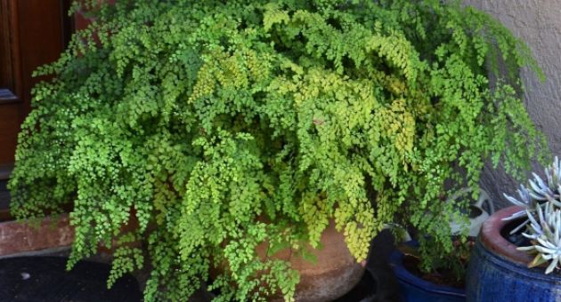 Cây cảnh tràn đầy hơi thở thanh xuân, lá xanh mướt quanh năm, trồng trong nhà...