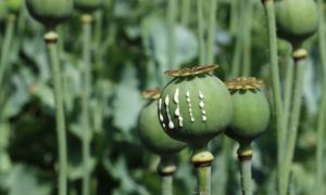 Trồng 900 cây anh túc trên sân thượng chung cư để 'ăn lẩu'