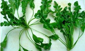 Ăn 1 mớ rau này tốt ngang thịt bò, giá