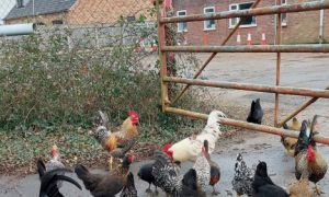 100 con gà hoang làm đảo lộn ngôi làng ở Anh