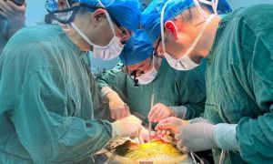 Lần đầu ghép thành công gan lợn chỉnh sửa gen cho người sống