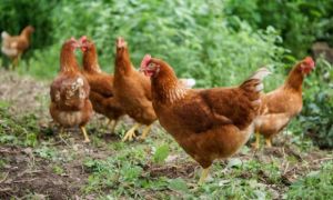 100 con gà hoang làm cuộc sống người dân trong làng khốn đốn, bị đảo lộn