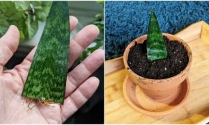 Cách trồng cây lưỡi hổ bằng lá cực kỳ đơn giản