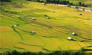 Cánh đồng lúa chín