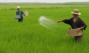 Triều Tiên yêu cầu mỗi hộ gia đình giao nộp 10 kg phân bón làm từ 'chất thải...