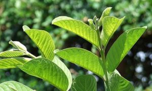 Việt Nam có 3 loại lá phơi khô pha nước tốt ngang nhân sâm, tổ yến: Hạ đường...