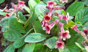 Việt Nam có 1 loại củ phơi khô là dược liệu