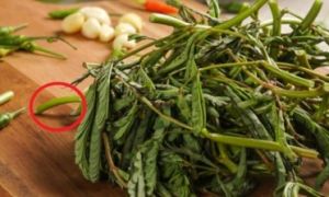 Ăn 1 nắm rau này tốt ngang thịt, nhìn qua tưởng cỏ dại nhưng là
