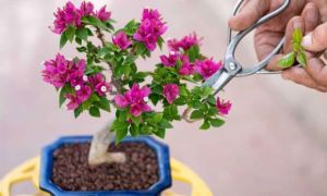 Loại cây phải cắt tỉa càng sớm càng đẹp